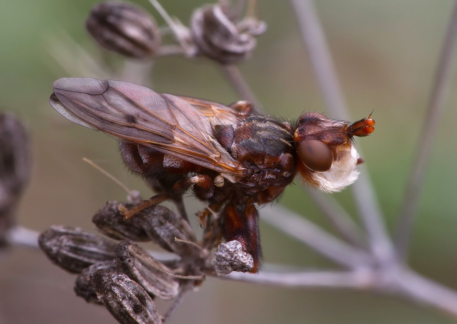 Myopa picta