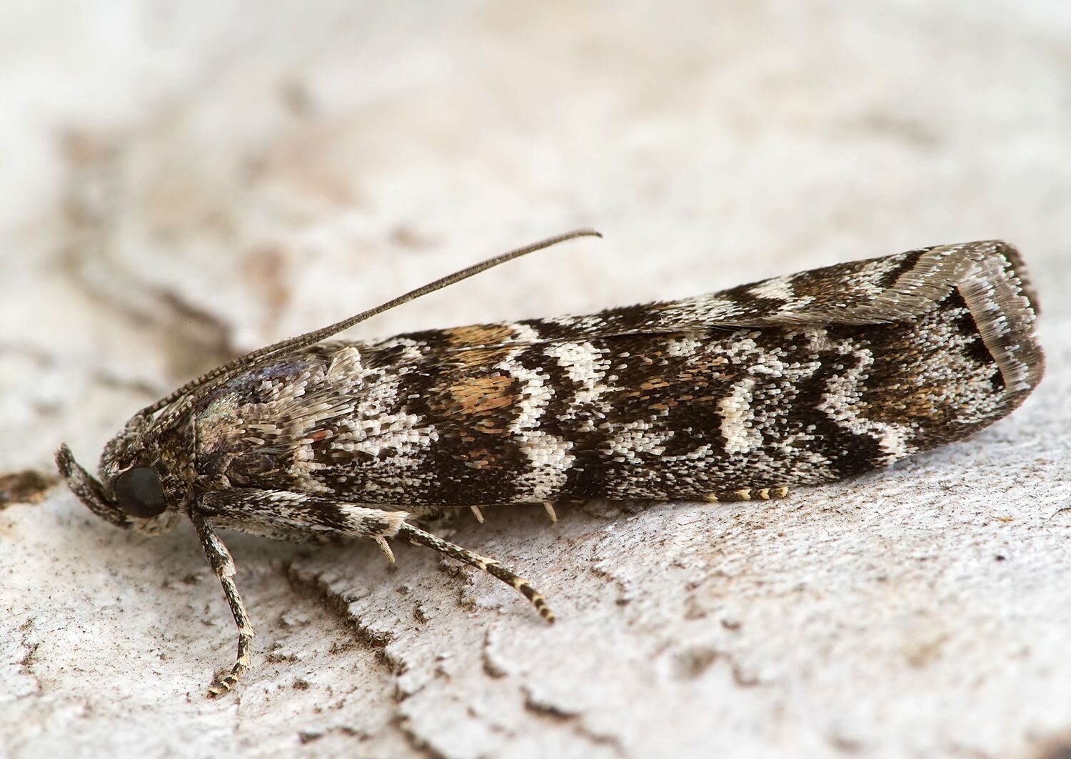 Dioryctria abietella