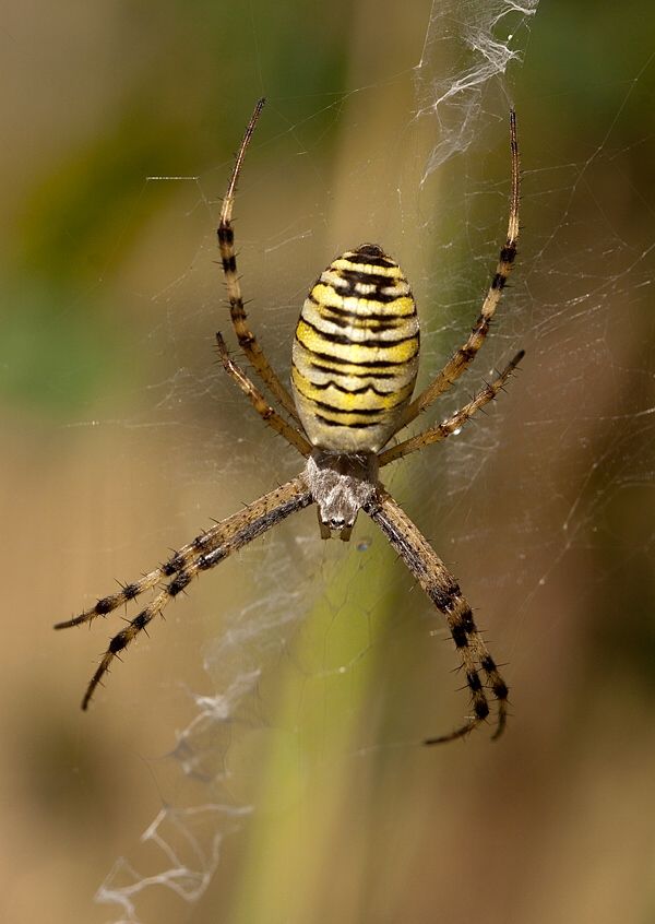 Argiope bruennichi