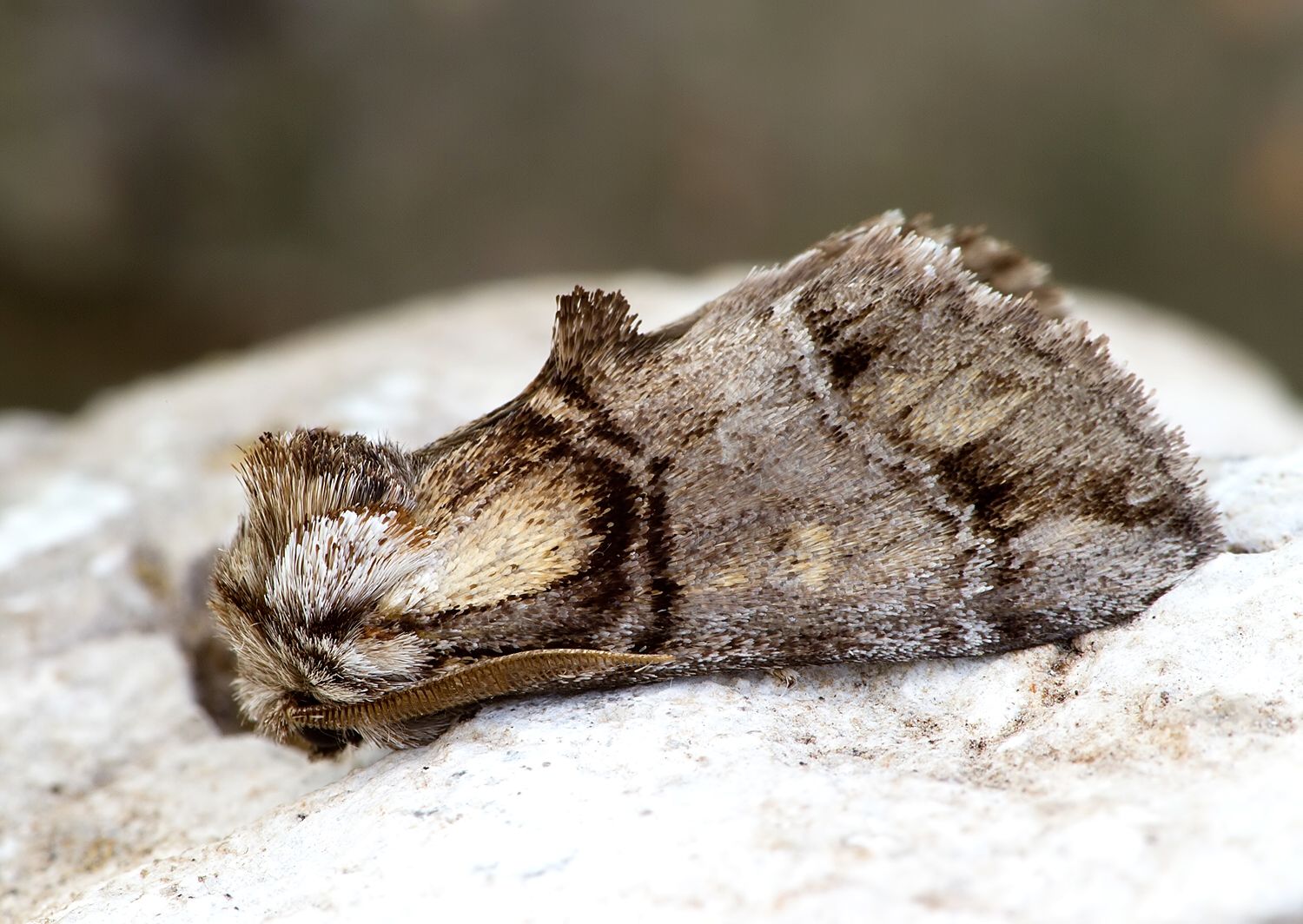 Drymonia velitaris