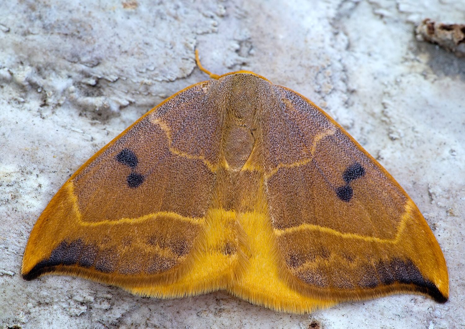 Watsonalla binaria