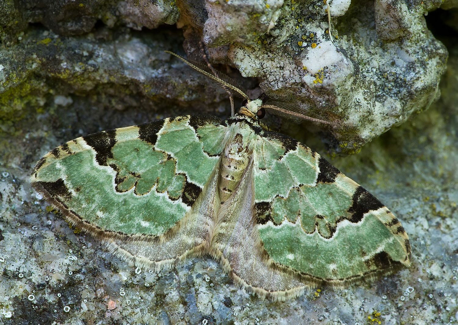 Colostygia pectinataria