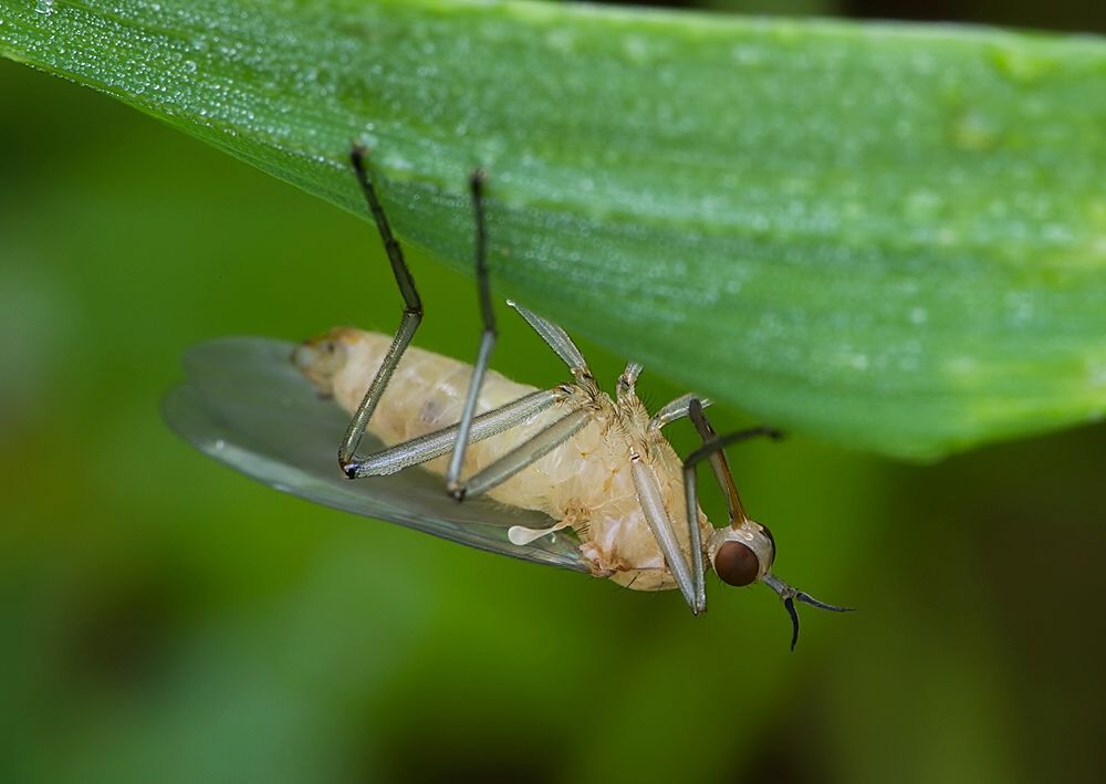 Empis stercorea
