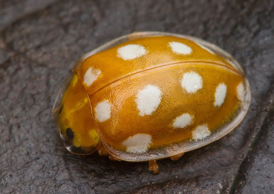 Halyzia sedecimguttata