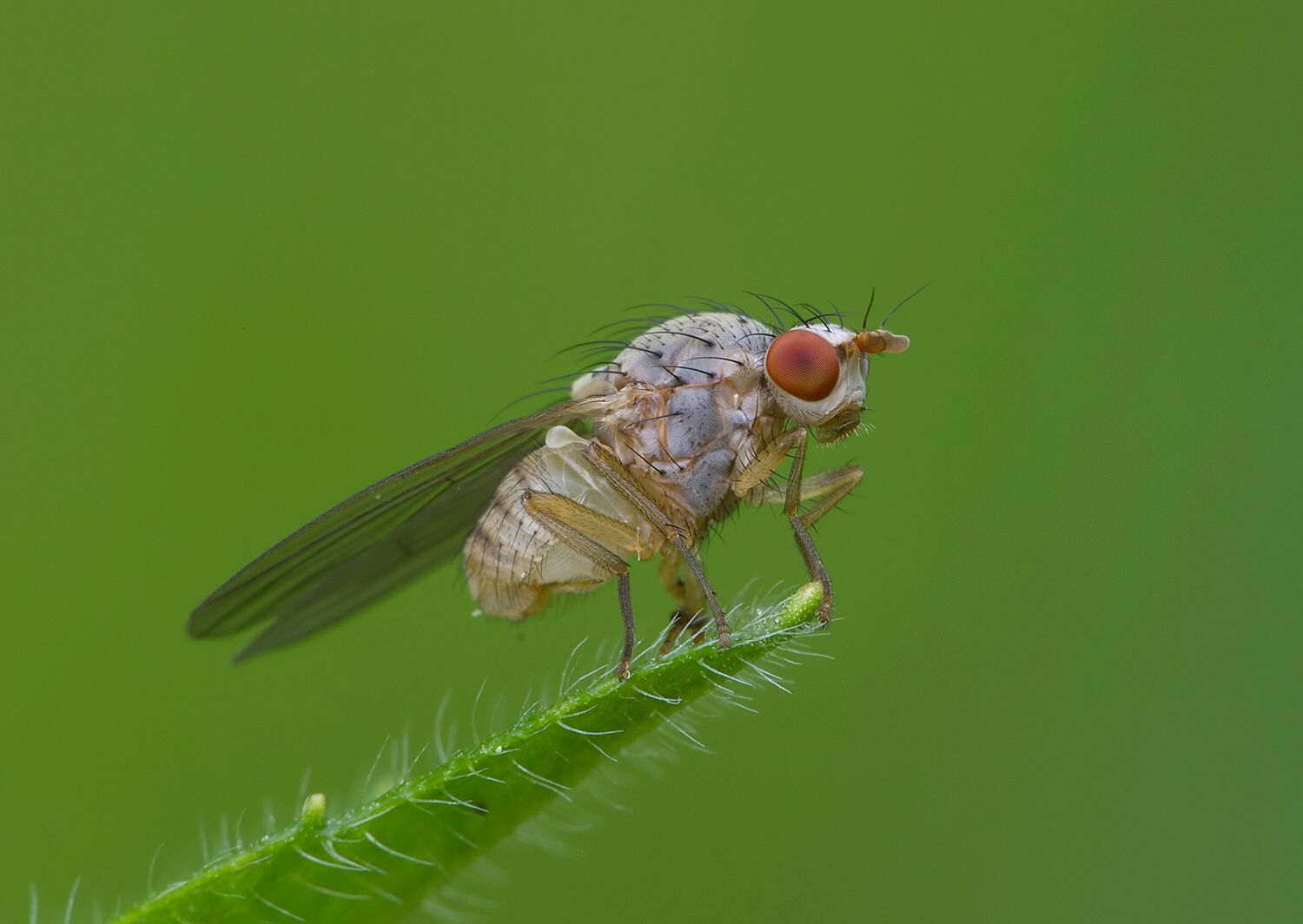 Pseudolyciella pallidiventris