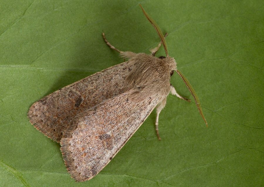 Orthosia cruda