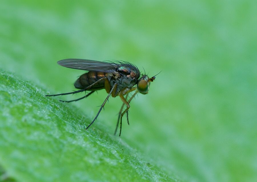 Dolichopus popularis