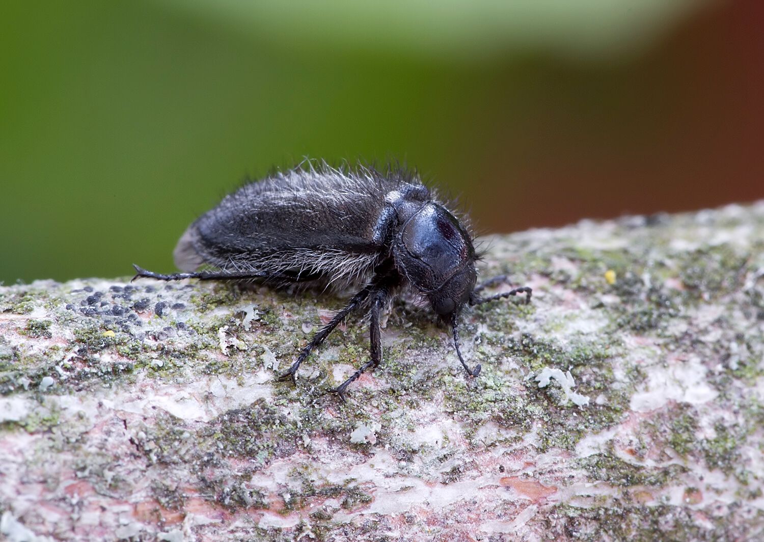 Enicopus hirtus