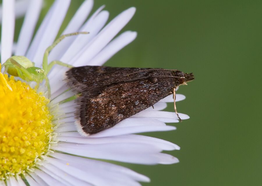 Heliothela wulfeniana