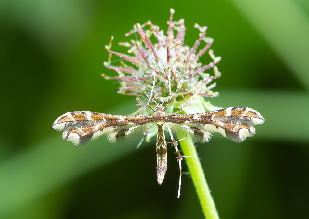 Geina didactyla