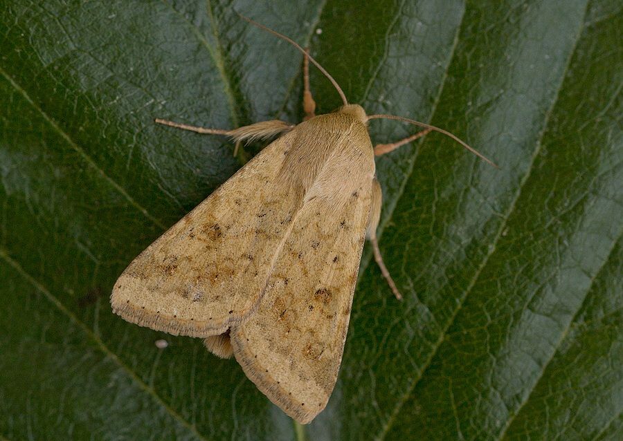 Helicoverpa armigera
