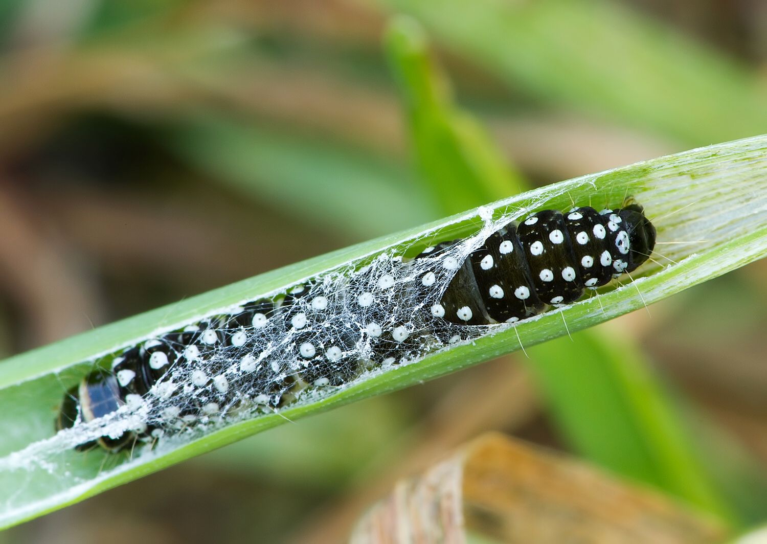 Aphelia paleana