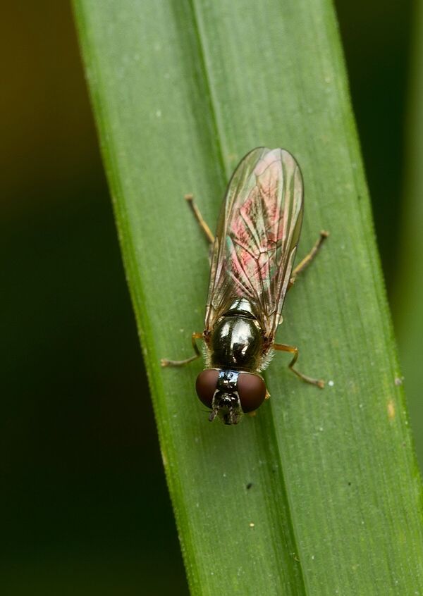 Platycheirus peltatus