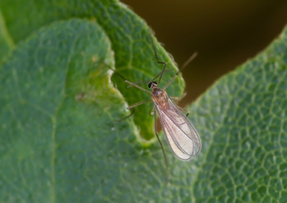 Contarinia tritici cf.