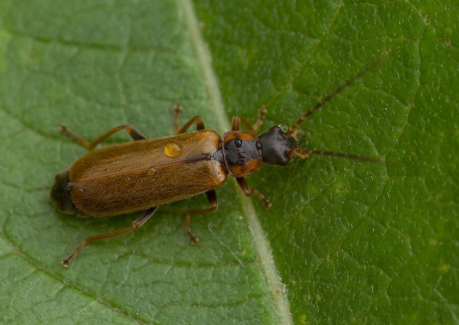 Rhagonycha testacea