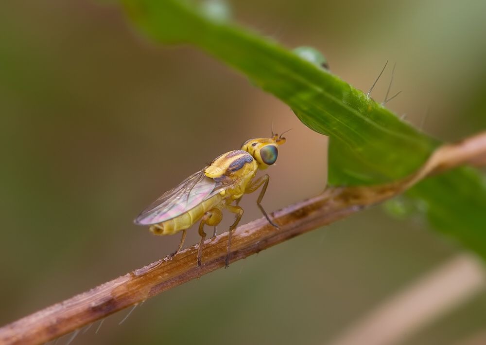 Meromyza variegata