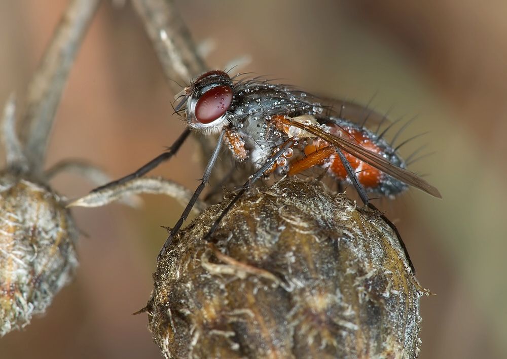 Mintho rufiventris