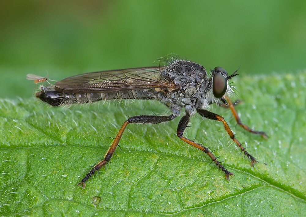 Neomochtherus geniculatus