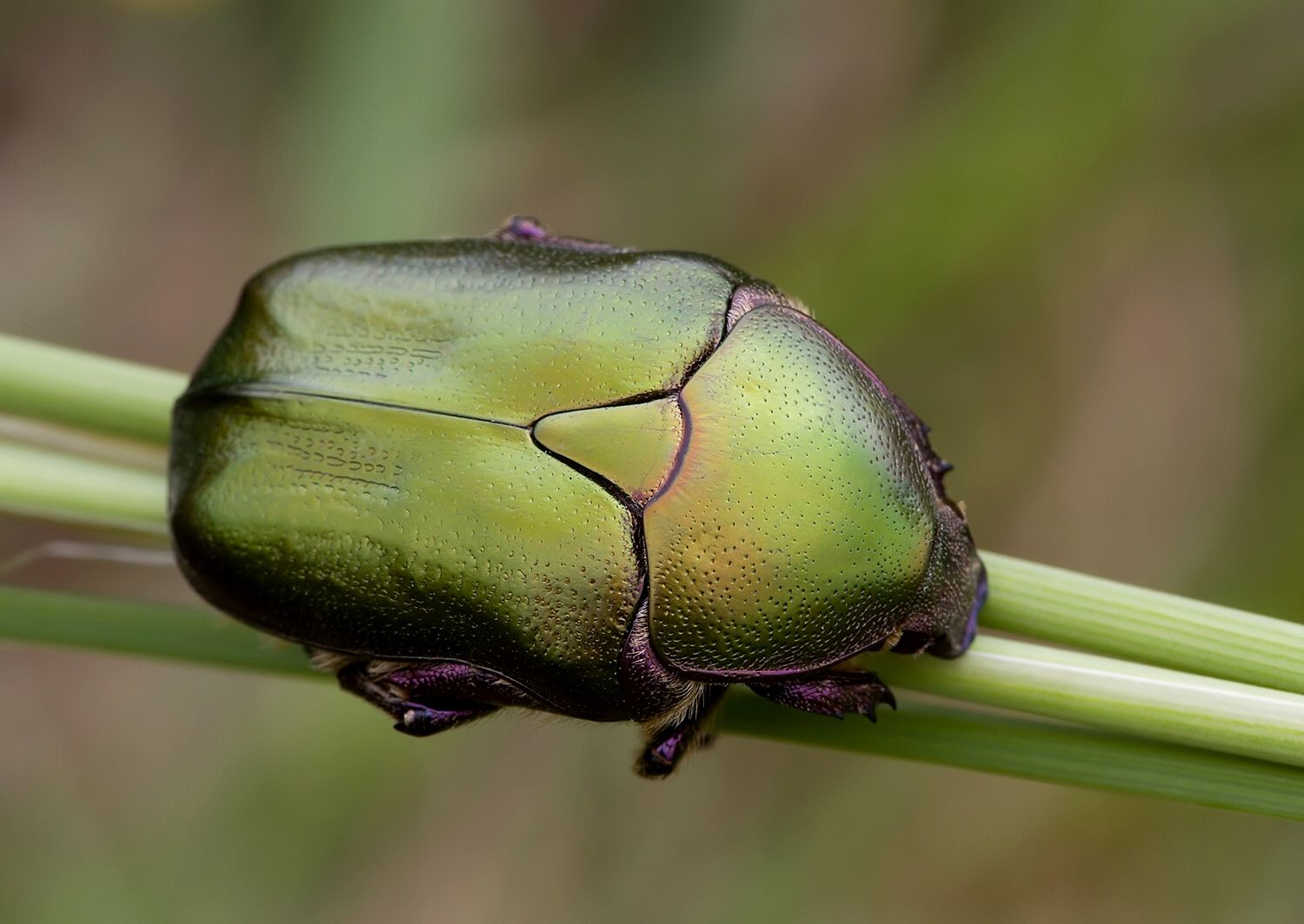Protaetia cuprea