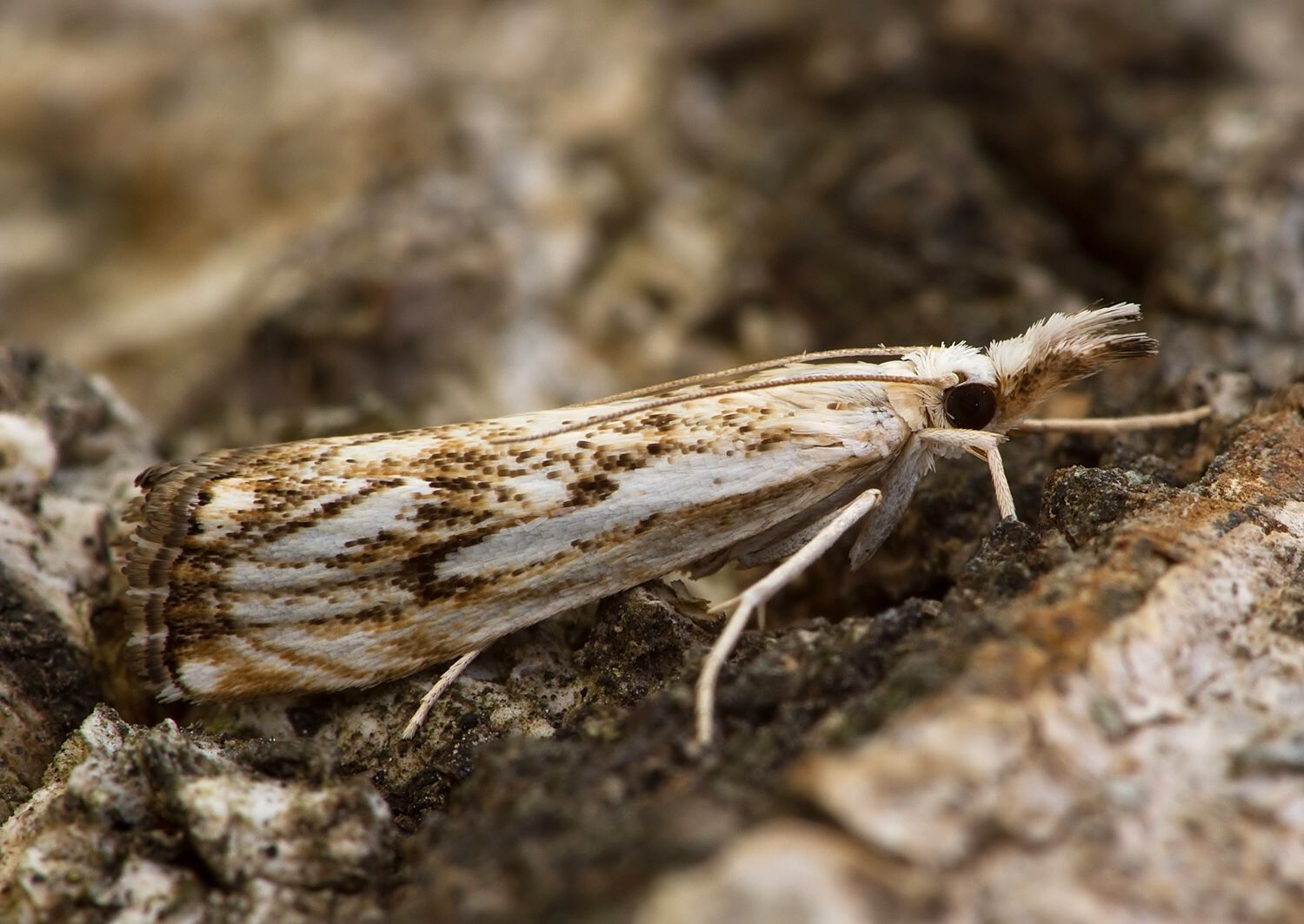 Catoptria falsella
