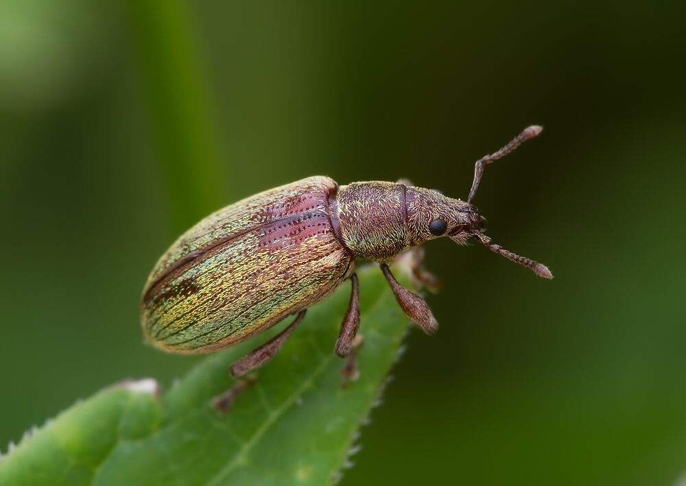 Polydrusus impar
