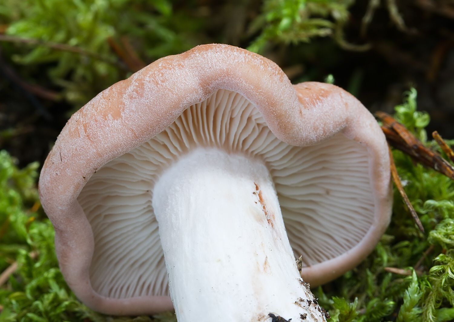 Rhodocybe gemina