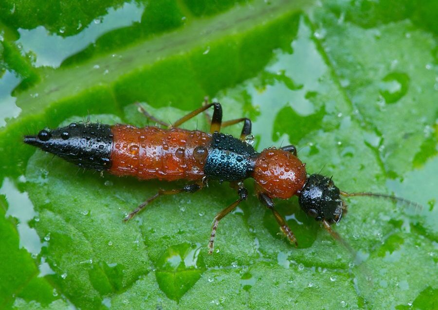 Paederus schoenherri