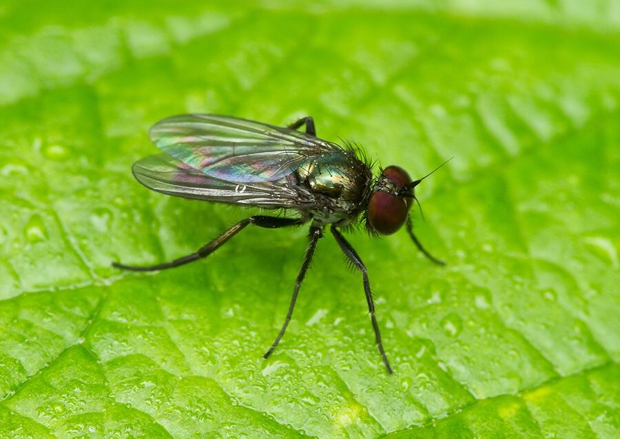 Rhaphium commune
