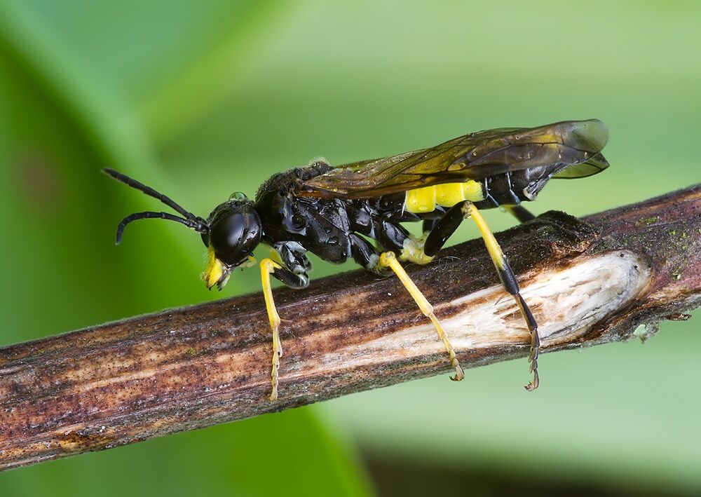 Tenthredo temula