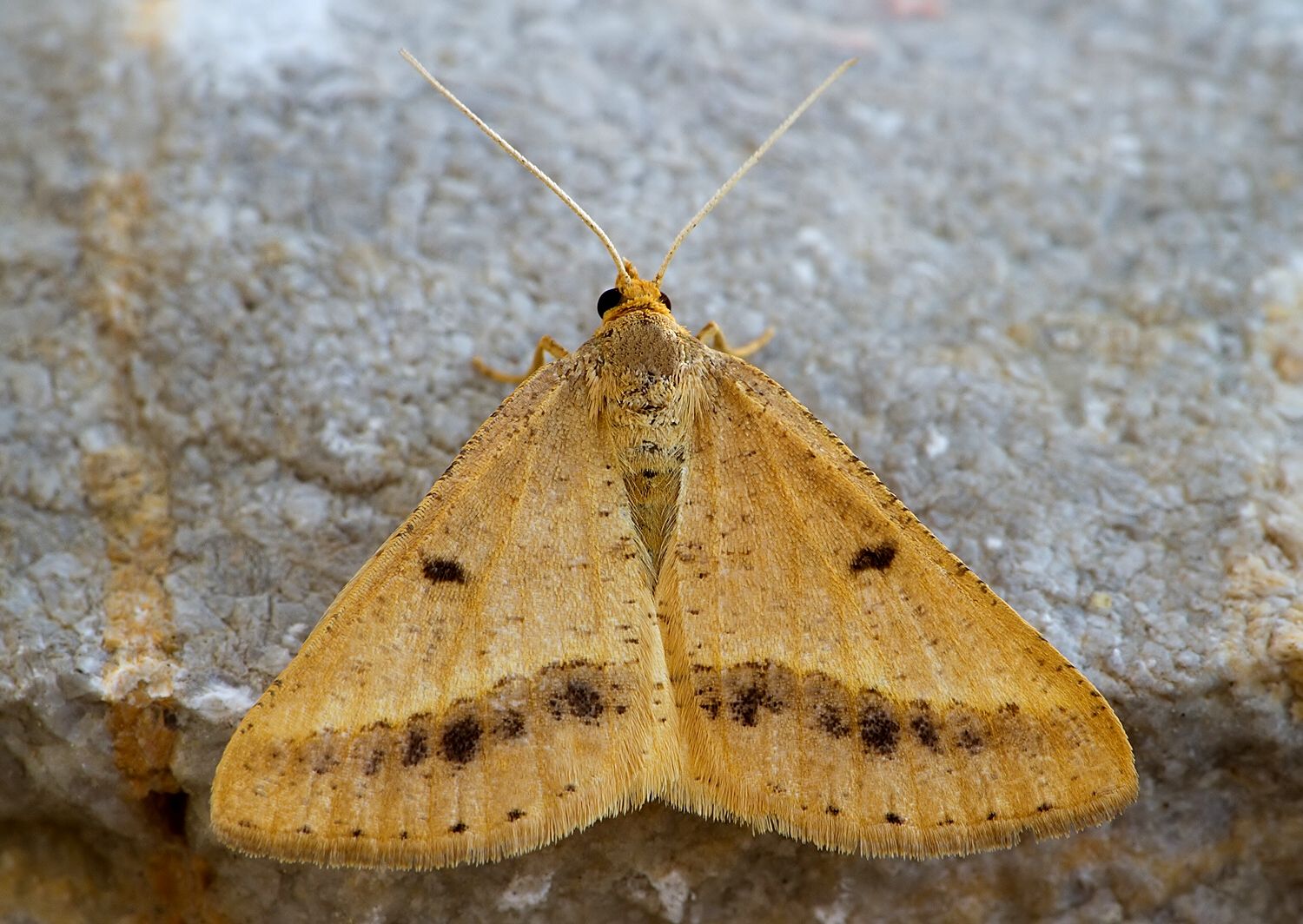 Isturgia arenacearia