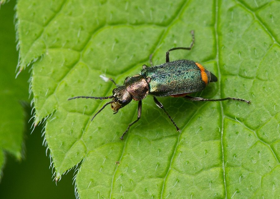 Malachius bipustulatus