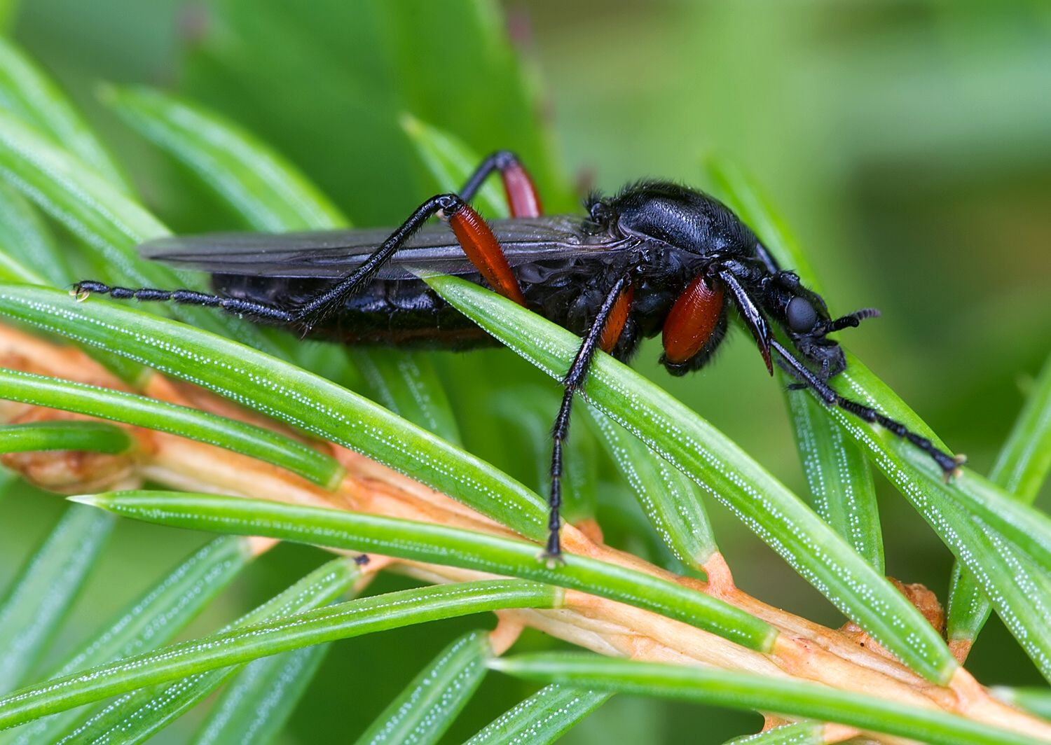 Bibio pomonae