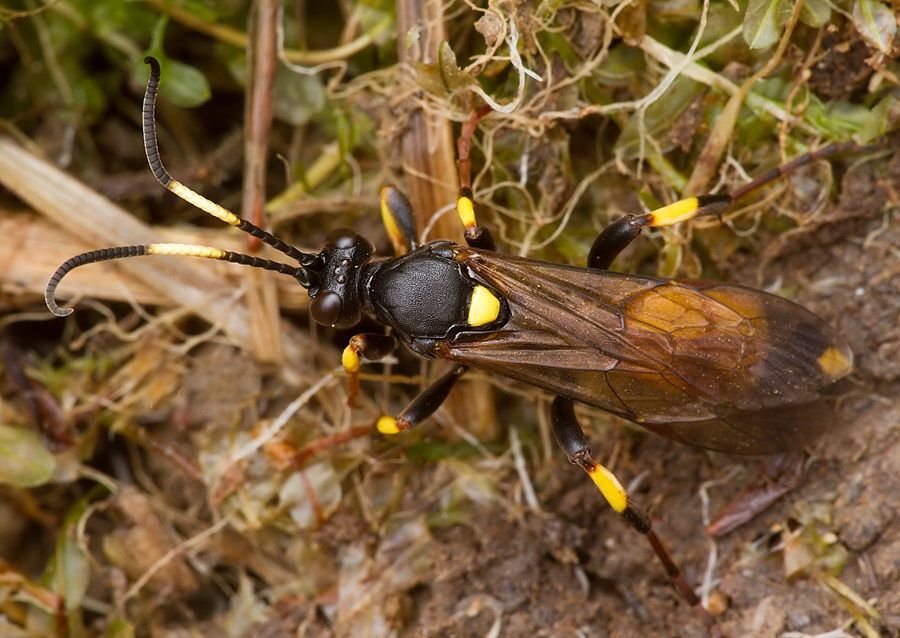 Ichneumon stramentor