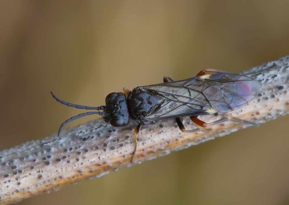 Allantus melanarius