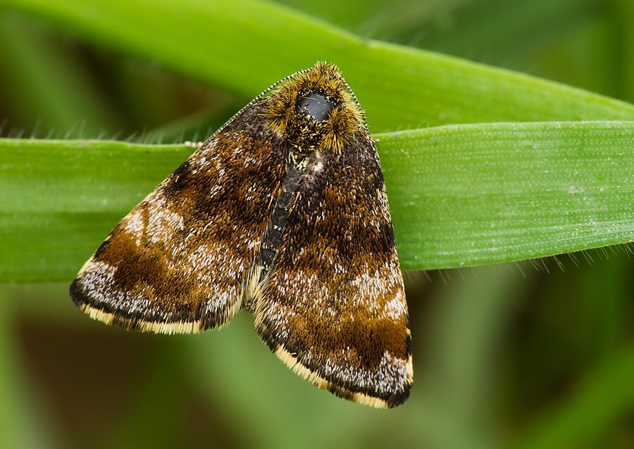 Panemeria tenebrata