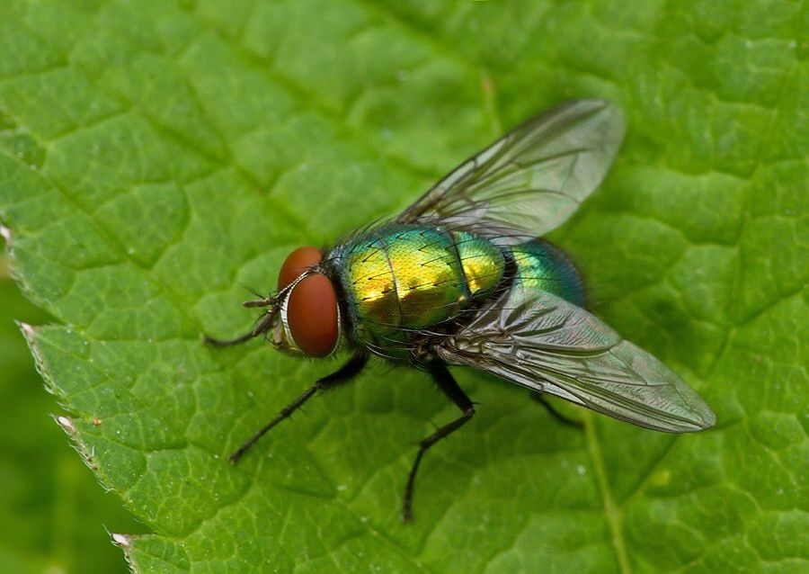 Lucilia silvarum