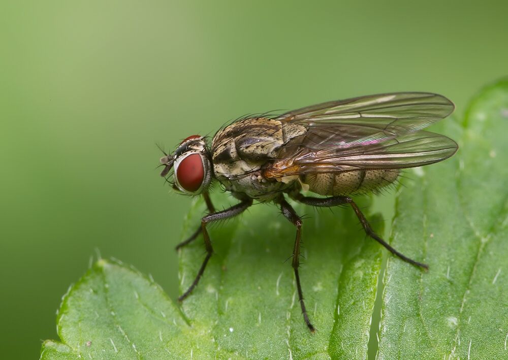 Emmesomyia grisea