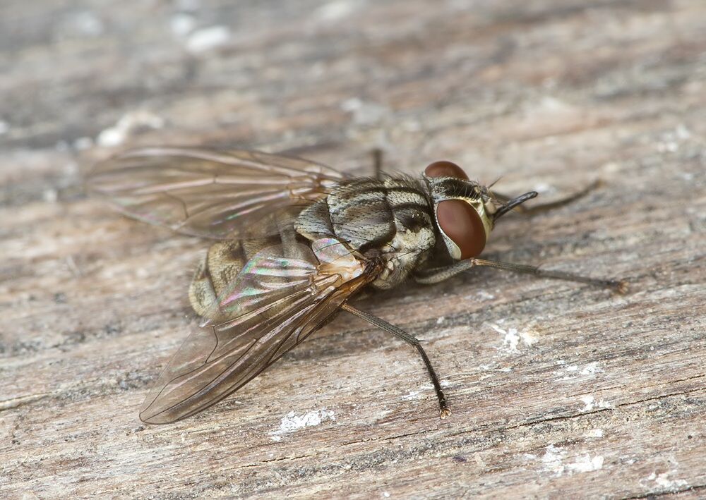 Morellia simplex
