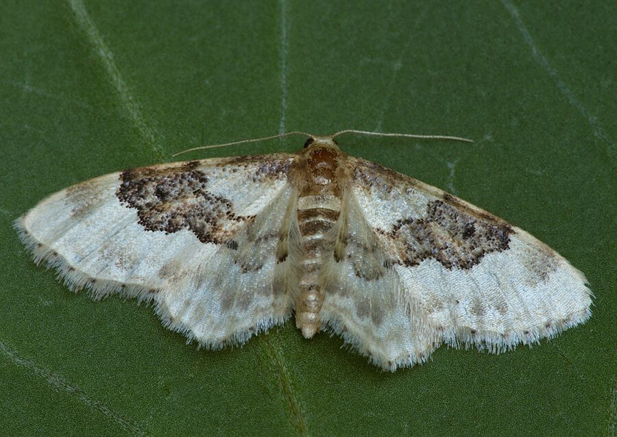 Idaea rusticata