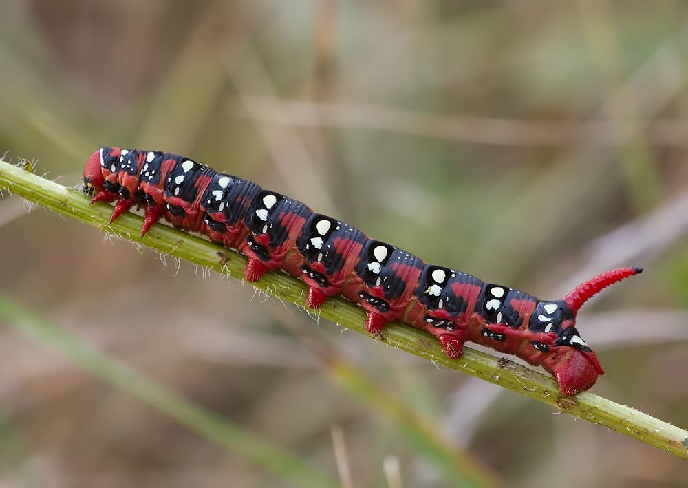 Hyles euphorbiae