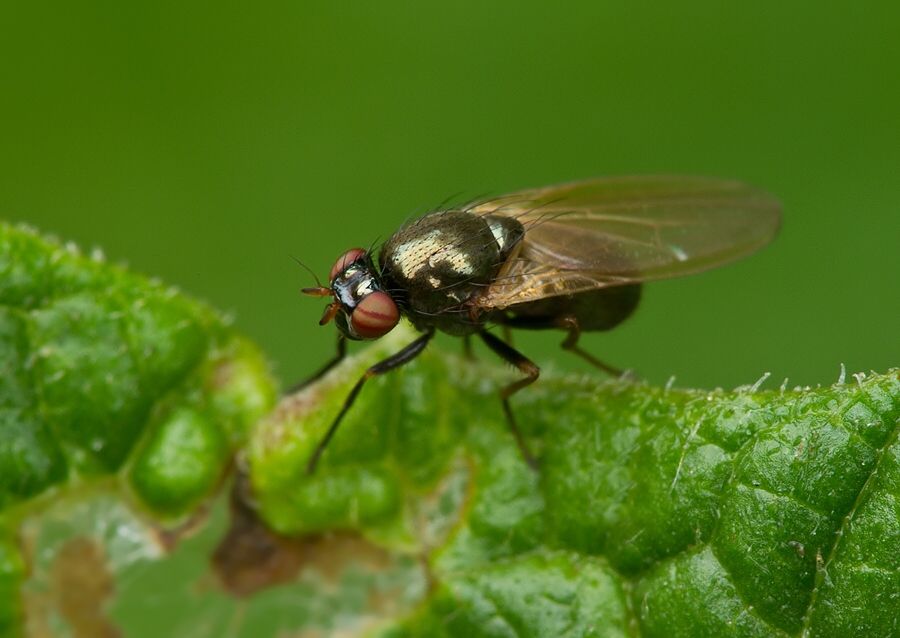 Sapromyza hyalinata