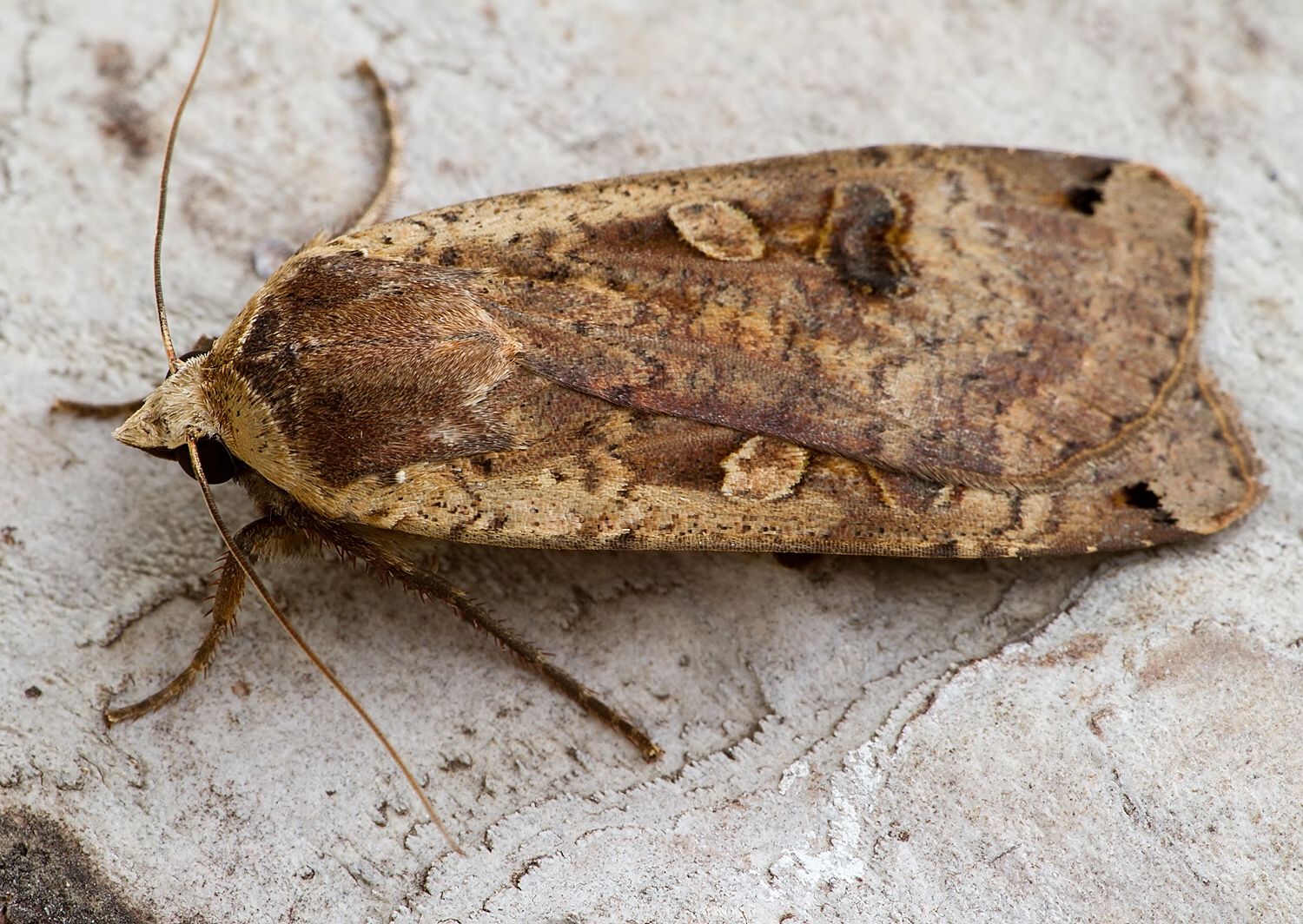 Noctua pronuba