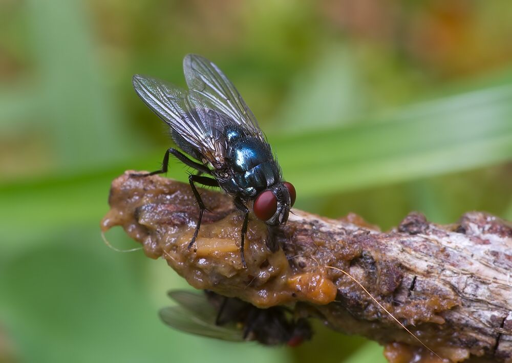 Dasyphora penicillata
