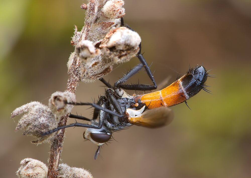 Cylindromyia pilipes