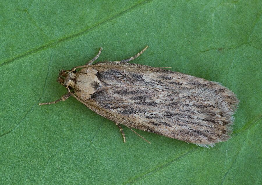 Depressaria heraclei