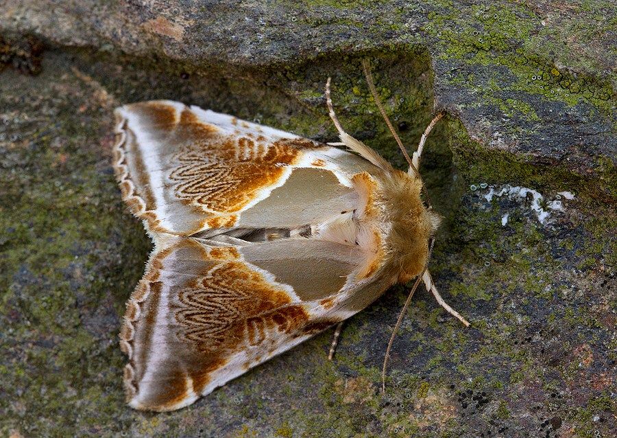 Habrosyne pyritoides