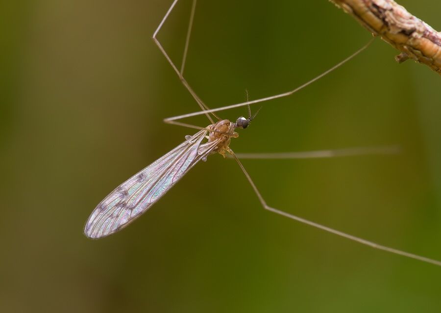 Achyrolimonia decemmaculata
