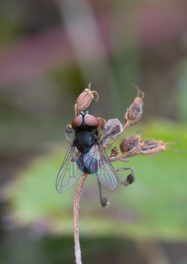 Phasia pusilla