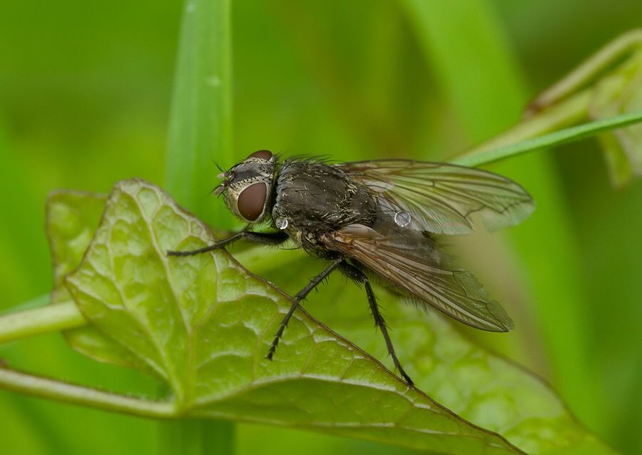 Pollenia rudis