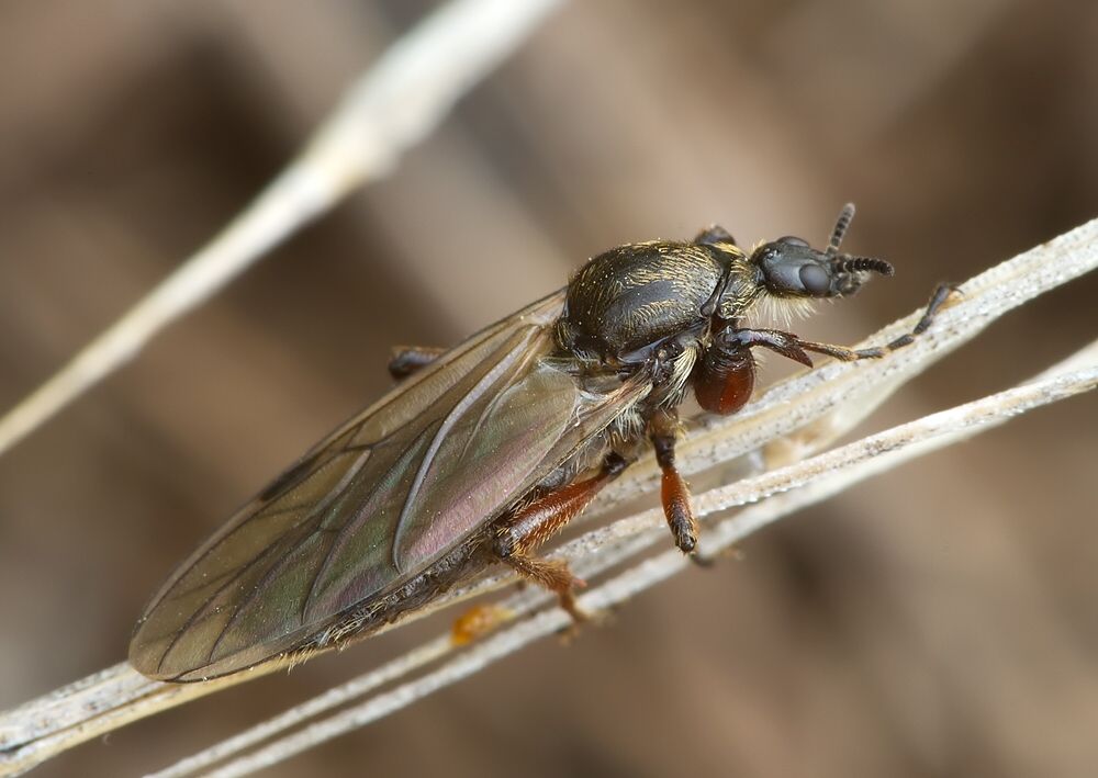 Bibio varipes